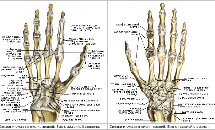 Анатомия кисти руки человека: сухожилия и связки, мышцы, нервы