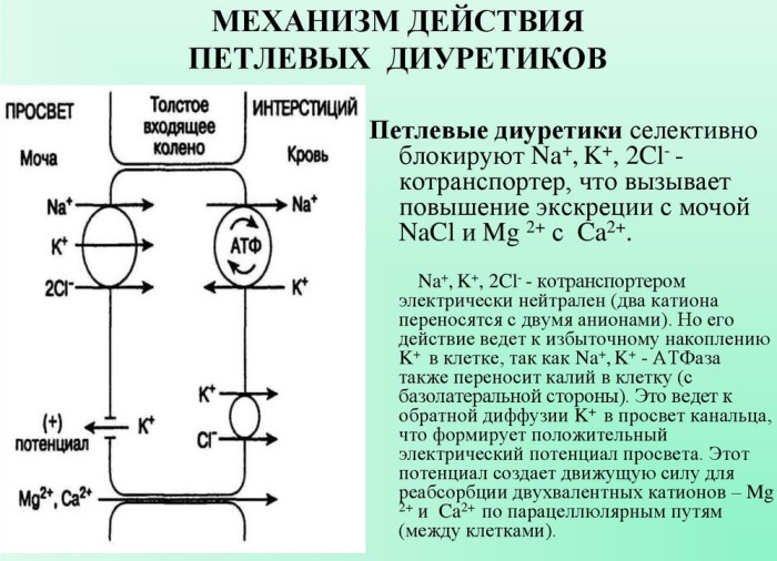 Диуретическое средство. Что это такое, что означает