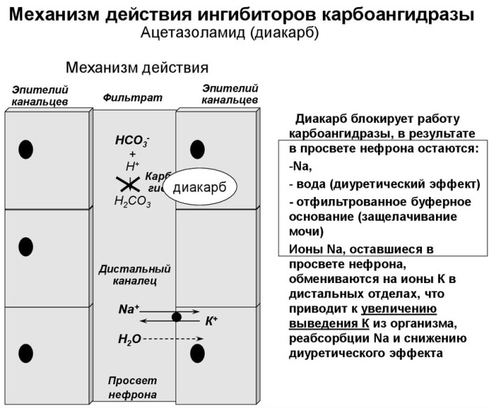 Диуретическое средство. Что это такое, что означает