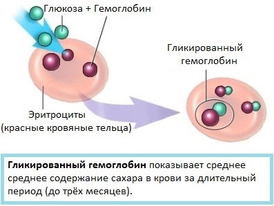 Гликированный гемоглобин. Норма у женщин по возрасту. Таблица