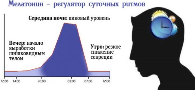 Как повысить мелатонин в организме человека естественным путем