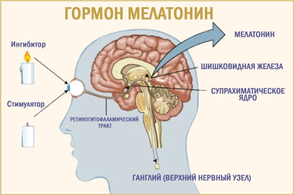 Как повысить мелатонин в организме человека естественным путем