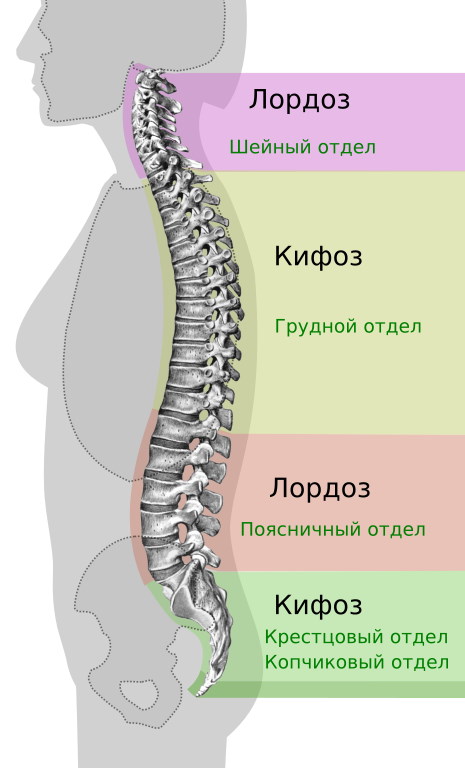 Лордоз и кифоз позвоночника. Что это, фото, лечение, упражнения