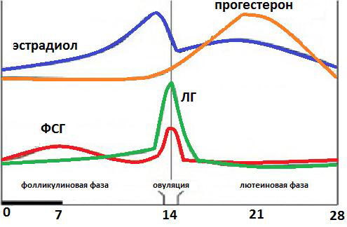 Лютеинизирующий гормон (ЛГ) норма у женщин по возрасту