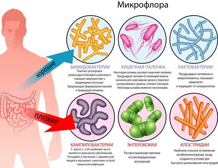 Условно-патогенные микроорганизмы это что такое. Примеры микробиология