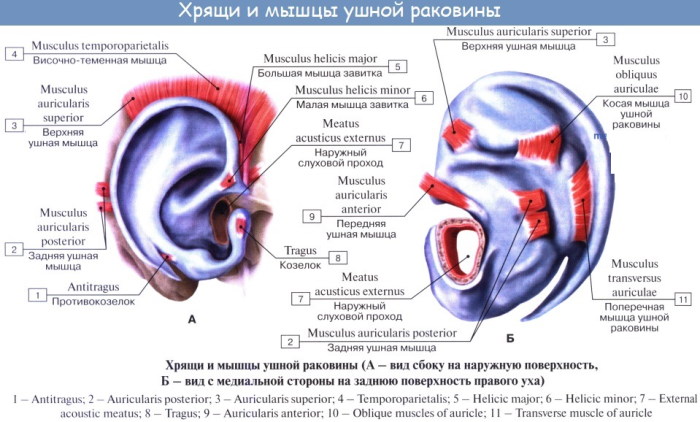 Внутреннее ухо. Чем заполнена полость, строение, анатомия, функции