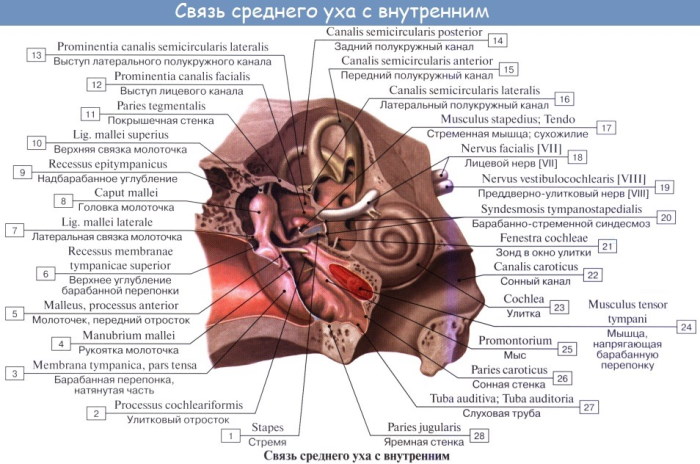 Внутреннее ухо. Чем заполнена полость, строение, анатомия, функции