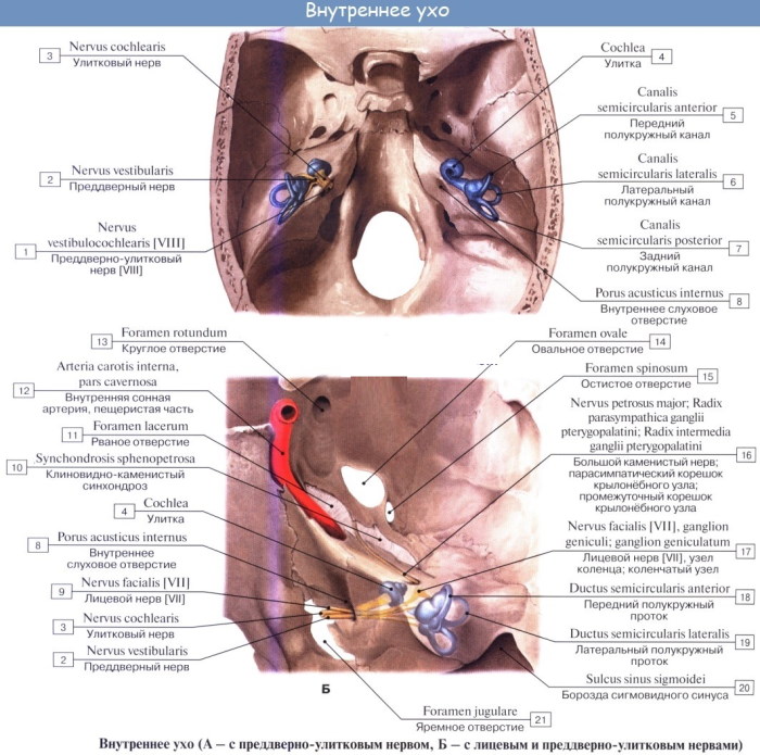 Внутреннее ухо. Чем заполнена полость, строение, анатомия, функции
