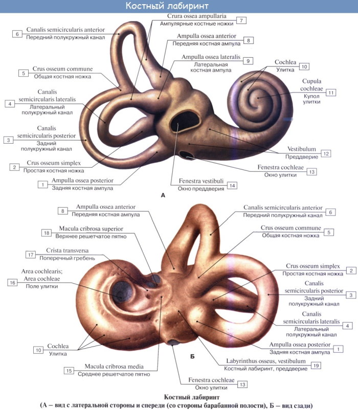 Внутреннее ухо. Чем заполнена полость, строение, анатомия, функции