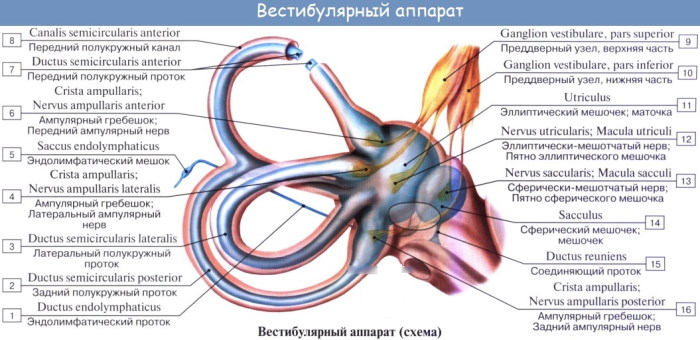 Внутреннее ухо. Чем заполнена полость, строение, анатомия, функции