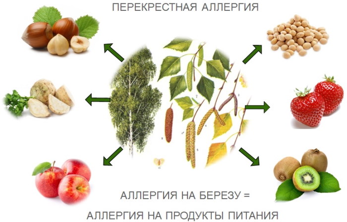 Аллергия на березу, пыльцу березы. Перекрестные продукты, препараты