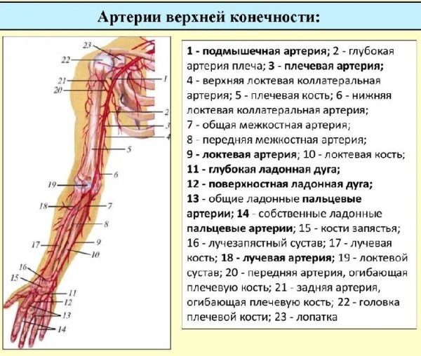 Артерии верхней конечности. Анатомия, схема, таблица, топография