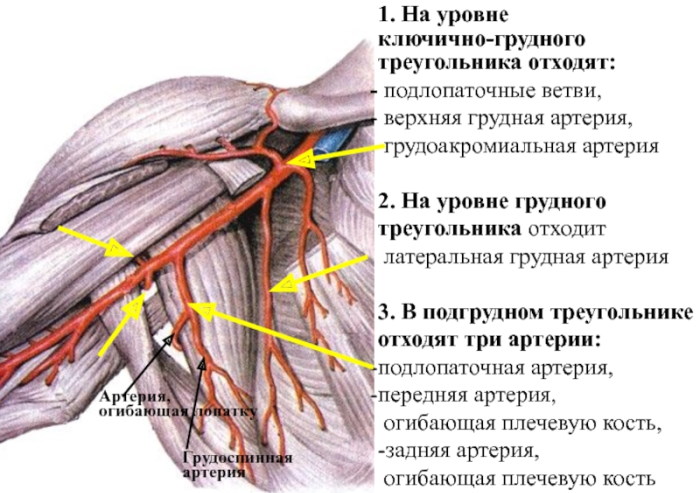 Артерии верхней конечности. Анатомия, схема, таблица, топография