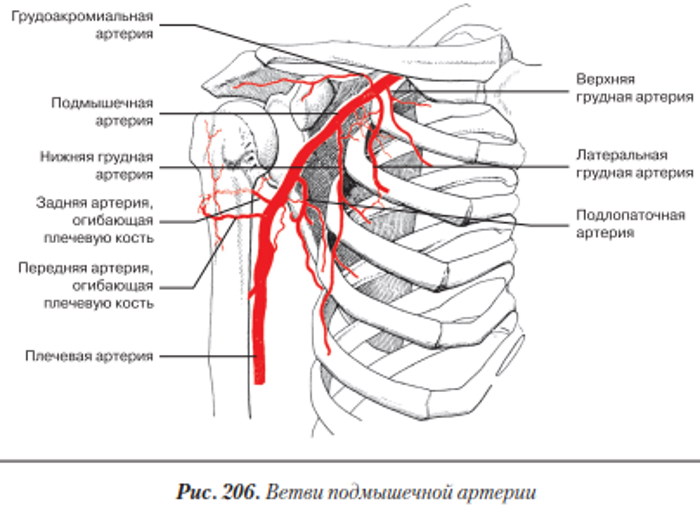 Артерии верхней конечности. Анатомия, схема, таблица, топография