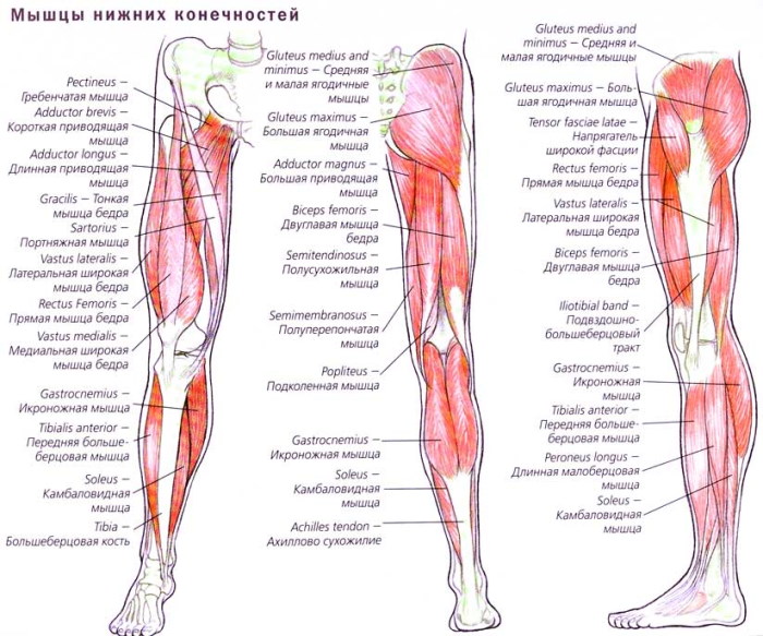 Мышцы ноги человека. Фото с описанием, анатомия, схема