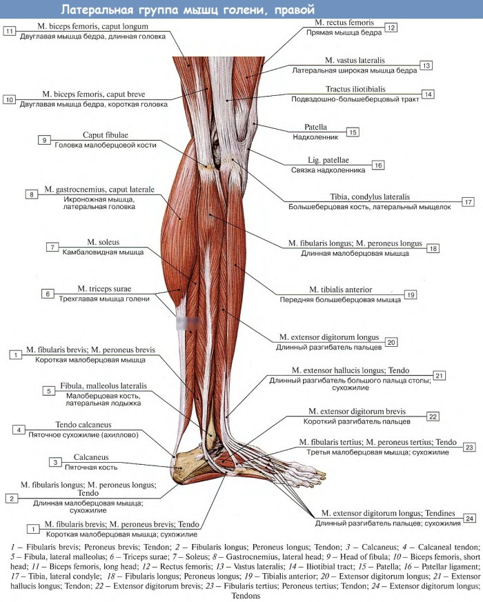 Мышцы ноги человека. Фото с описанием, анатомия, схема