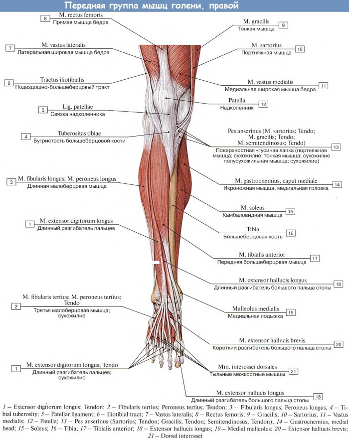 Мышцы ноги человека. Фото с описанием, анатомия, схема