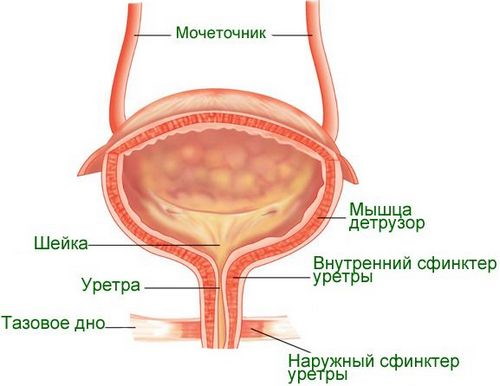 Объем мочевого пузыря человека мужчин, женщин. Норма