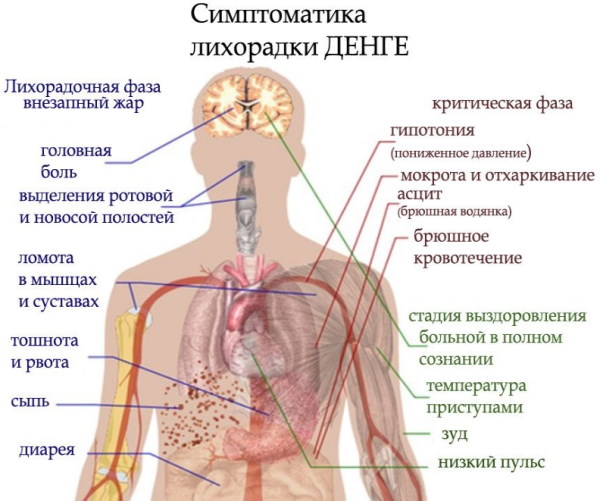 Особо опасные инфекции. Что это, что к ним относится