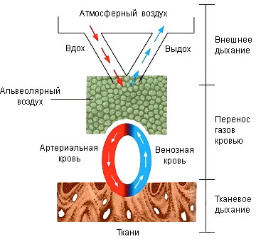 Типы дыхания у женщин, мужчин в норме: грудное, брюшное