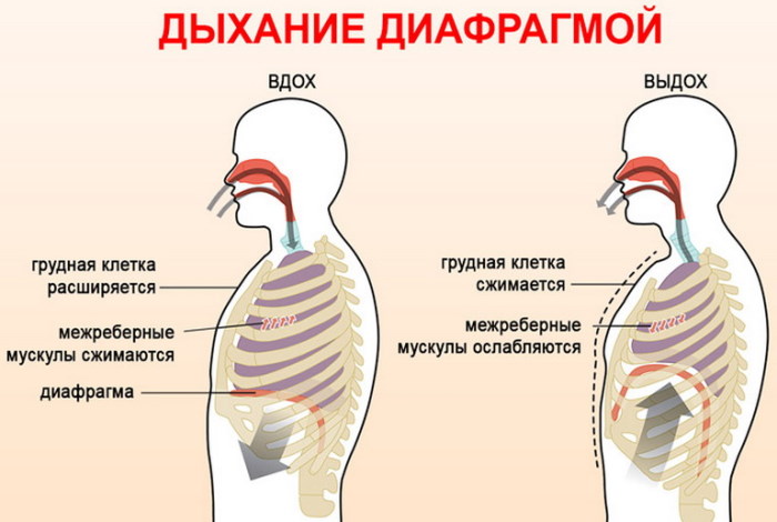 Типы дыхания у женщин, мужчин в норме: грудное, брюшное