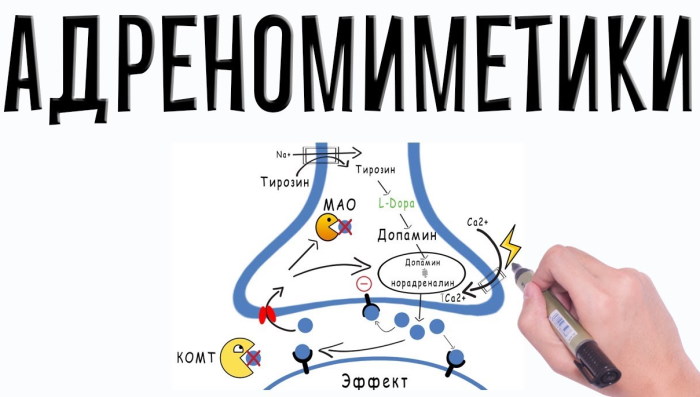 Альфа-адреномиметики препараты. Механизм действия, фармакологические эффекты