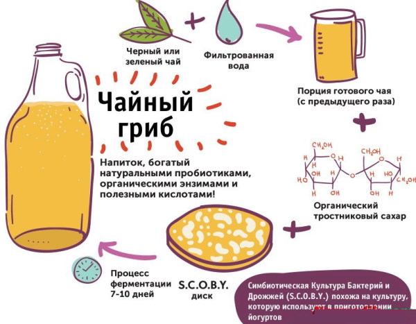 Чайный гриб. Польза для человека, свойства и противопоказания