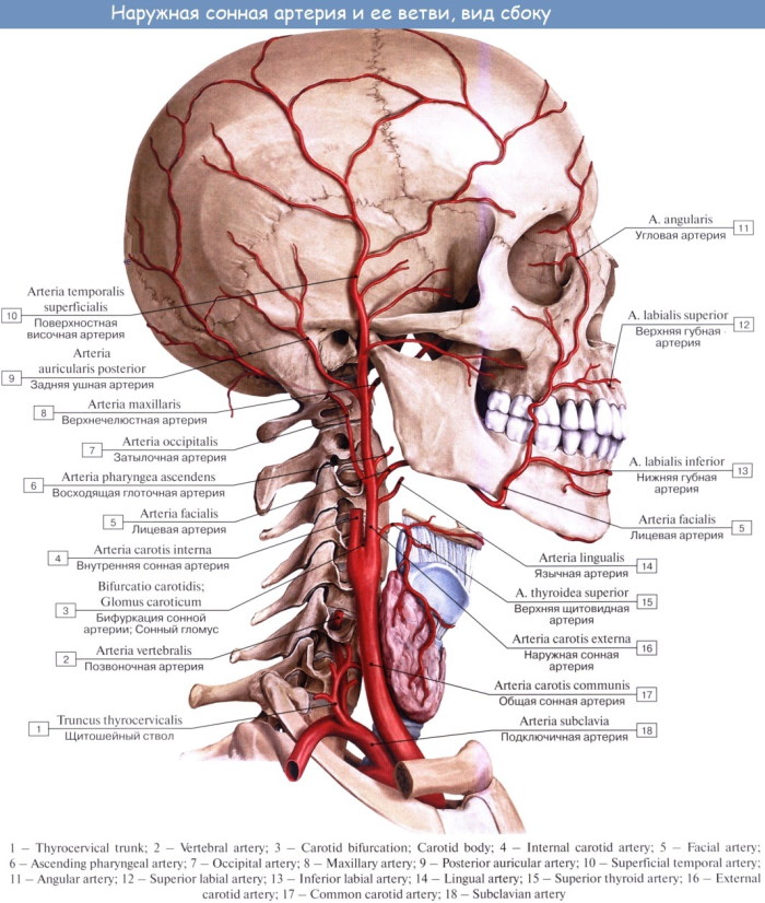Наружная сонная артерия и ее ветви: схема, анатомия, кровоснабжение