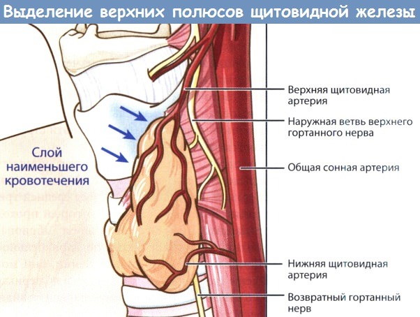 Наружная сонная артерия и ее ветви: схема, анатомия, кровоснабжение