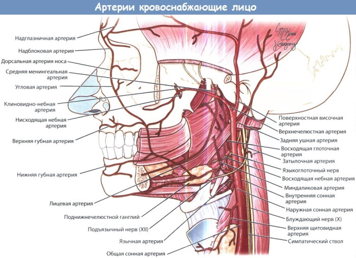 Наружная сонная артерия и ее ветви: схема, анатомия, кровоснабжение