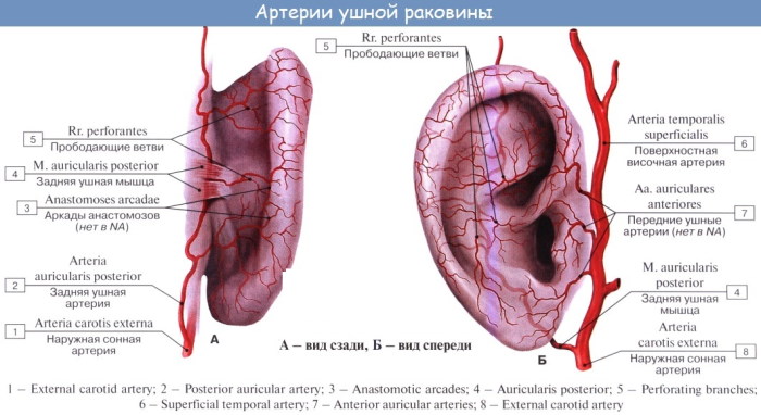 Наружная сонная артерия и ее ветви: схема, анатомия, кровоснабжение