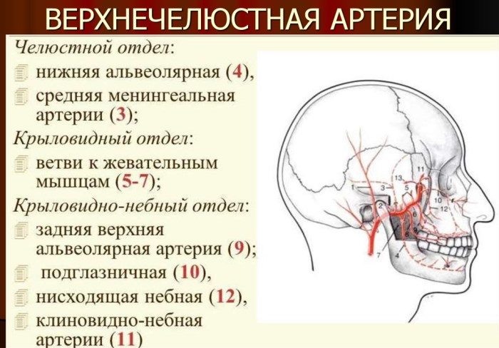 Наружная сонная артерия и ее ветви: схема, анатомия, кровоснабжение