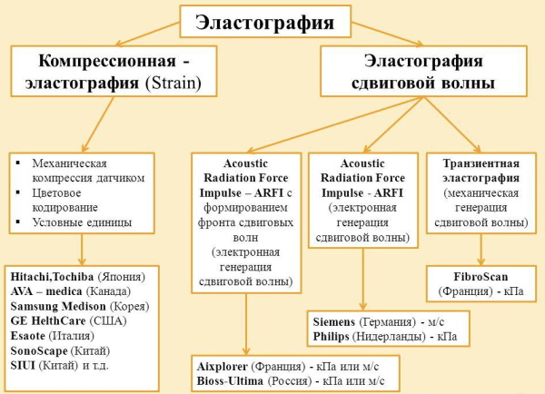 Эластография щитовидной железы. Что это такое, УЗИ, отзывы