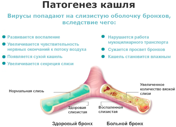 Левопронт сироп. Инструкция по применению, цена, отзывы