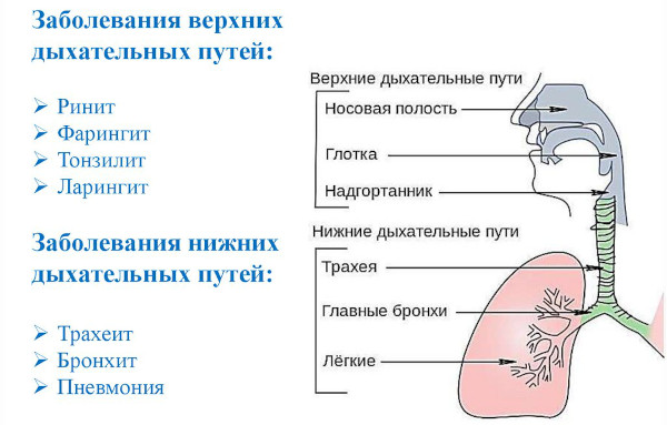 Носифит. Инструкция по применению, цена, отзывы