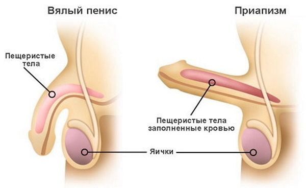 Омник и Омник Окас. Разница, отличие