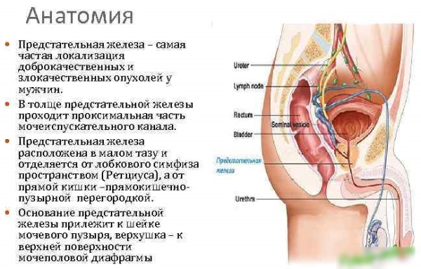 Простата. Анатомия, строение, МРТ, УЗИ