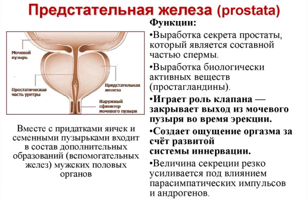 Простата. Анатомия, строение, МРТ, УЗИ