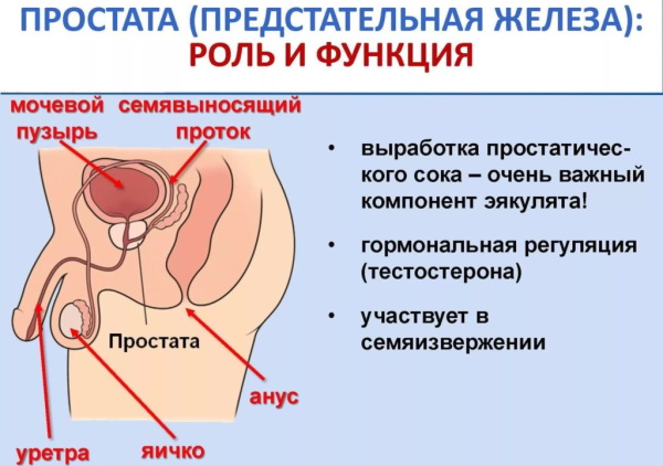 Простата. Анатомия, строение, МРТ, УЗИ