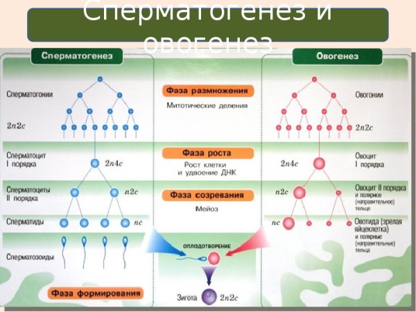 Сперматогенез и овогенез: отличие, сравнительная характеристика