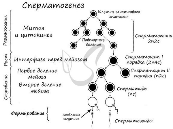 Сперматогенез и овогенез: отличие, сравнительная характеристика