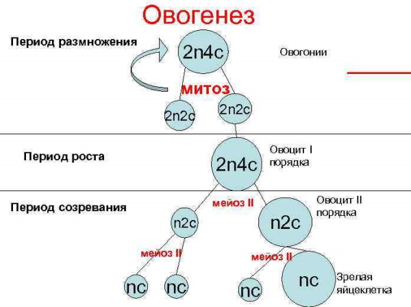 Сперматогенез и овогенез: отличие, сравнительная характеристика