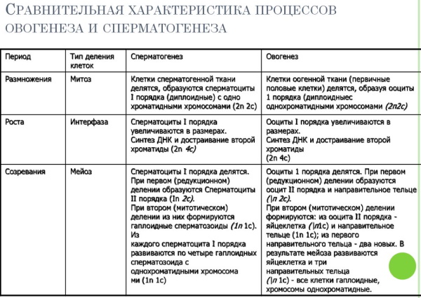 Сперматогенез и овогенез: отличие, сравнительная характеристика