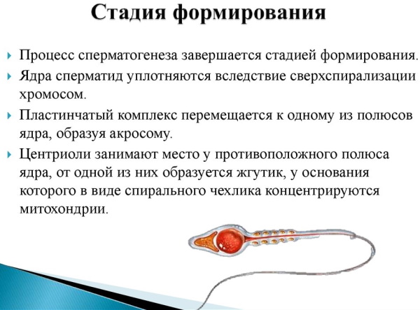 Сперматогенез и овогенез: отличие, сравнительная характеристика