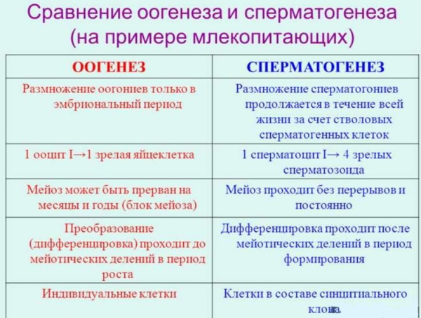 Сперматогенез и овогенез: отличие, сравнительная характеристика