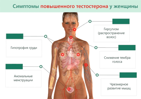 Тестостерон понижен у женщин. Причины, последствия