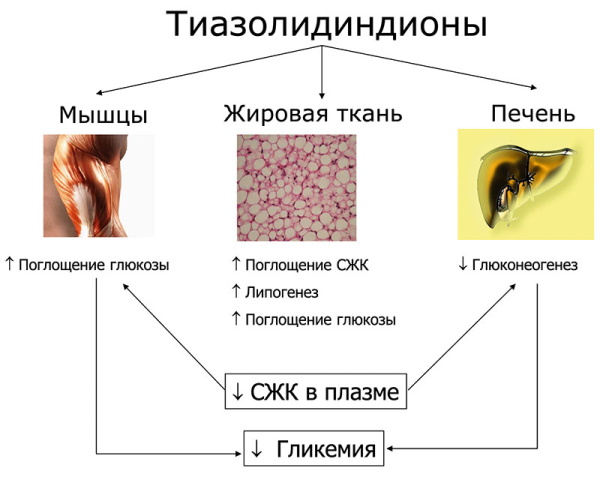 Тиазолидиндионы препараты при сахарном диабете. Список