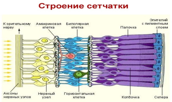 Заболевания сетчатки глаза. Список, какие бывают