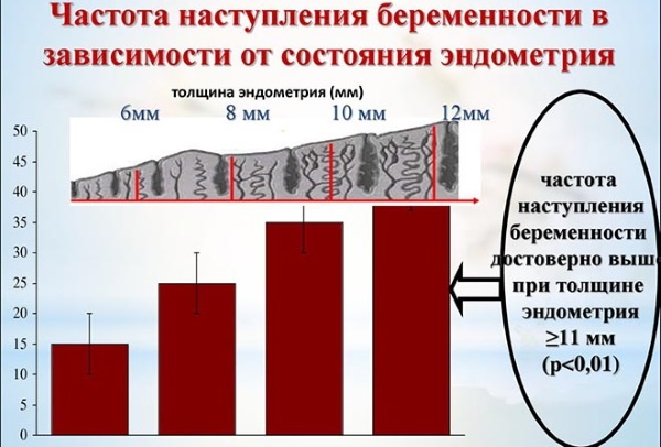 Эндометрий при беременности на ранних сроках. Размеры, норма, как увеличить