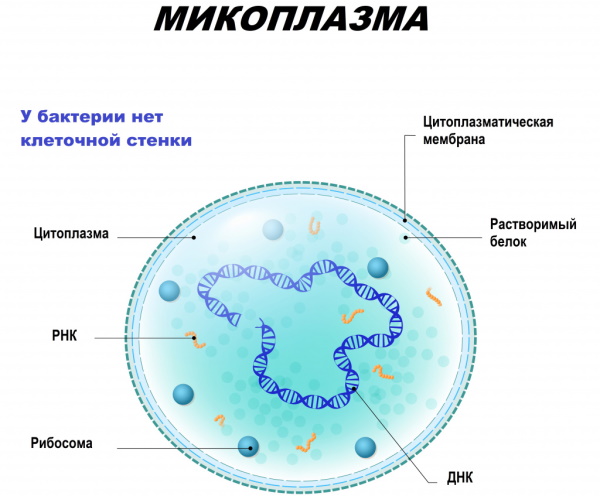 Монурал не помогает при цистите. Что делать дальше